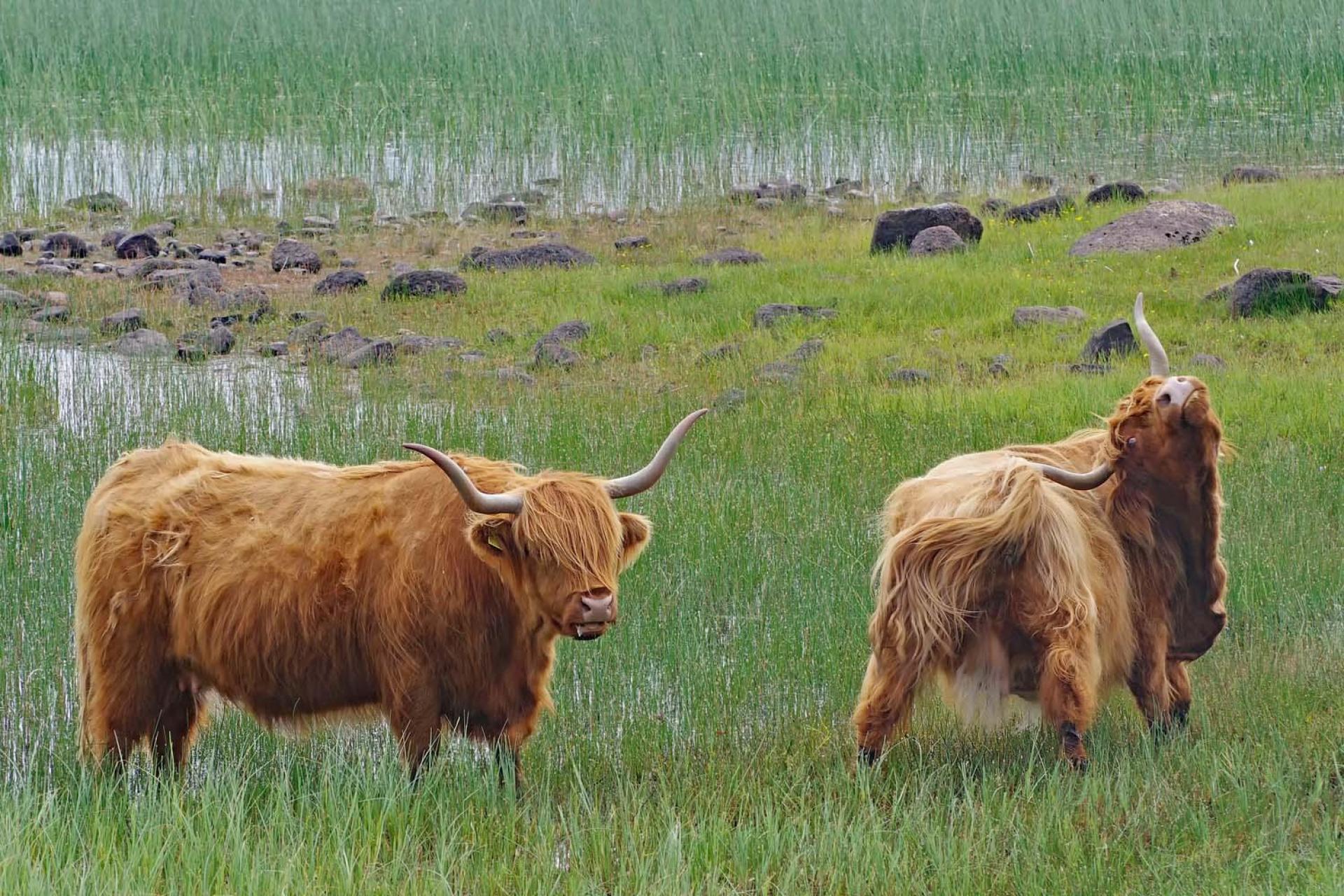 Reiseeindrücke: Highlandcattle im Westen. (Foto: privat)