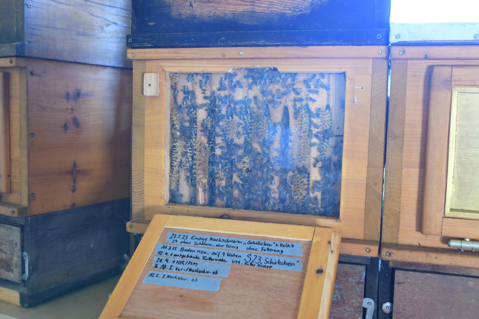 Am Bienenhaus. Weitere Bilder auf schaumburger-wochenblatt.de. (Foto: nd)