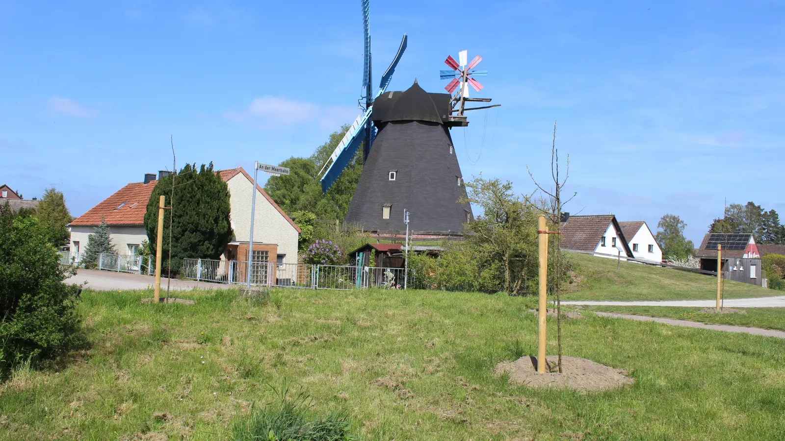 Erst gefällt und dann neu gepflanzt: Baumdreieck an der Windmühle „Paula”. (Foto: wb)