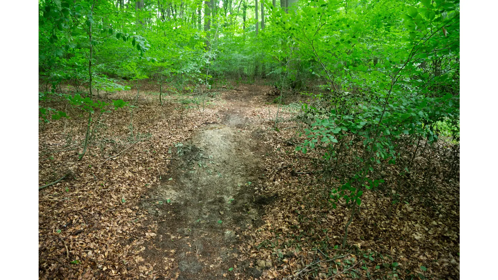 Illegaler MTB Trail im Naturwald. (Foto: Niedersächsische Landesforsten, Forstamt Saupark)