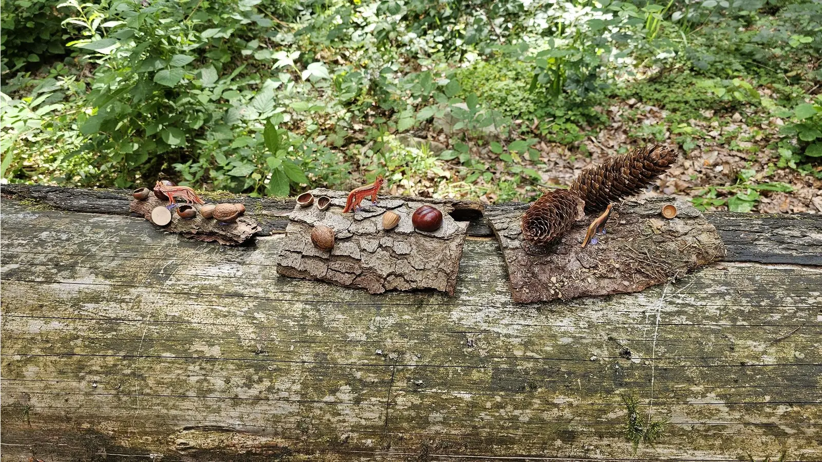Dem Fuchs auf der Spur: Interessanten Spaziergang durch den Wald. (Foto: privat)