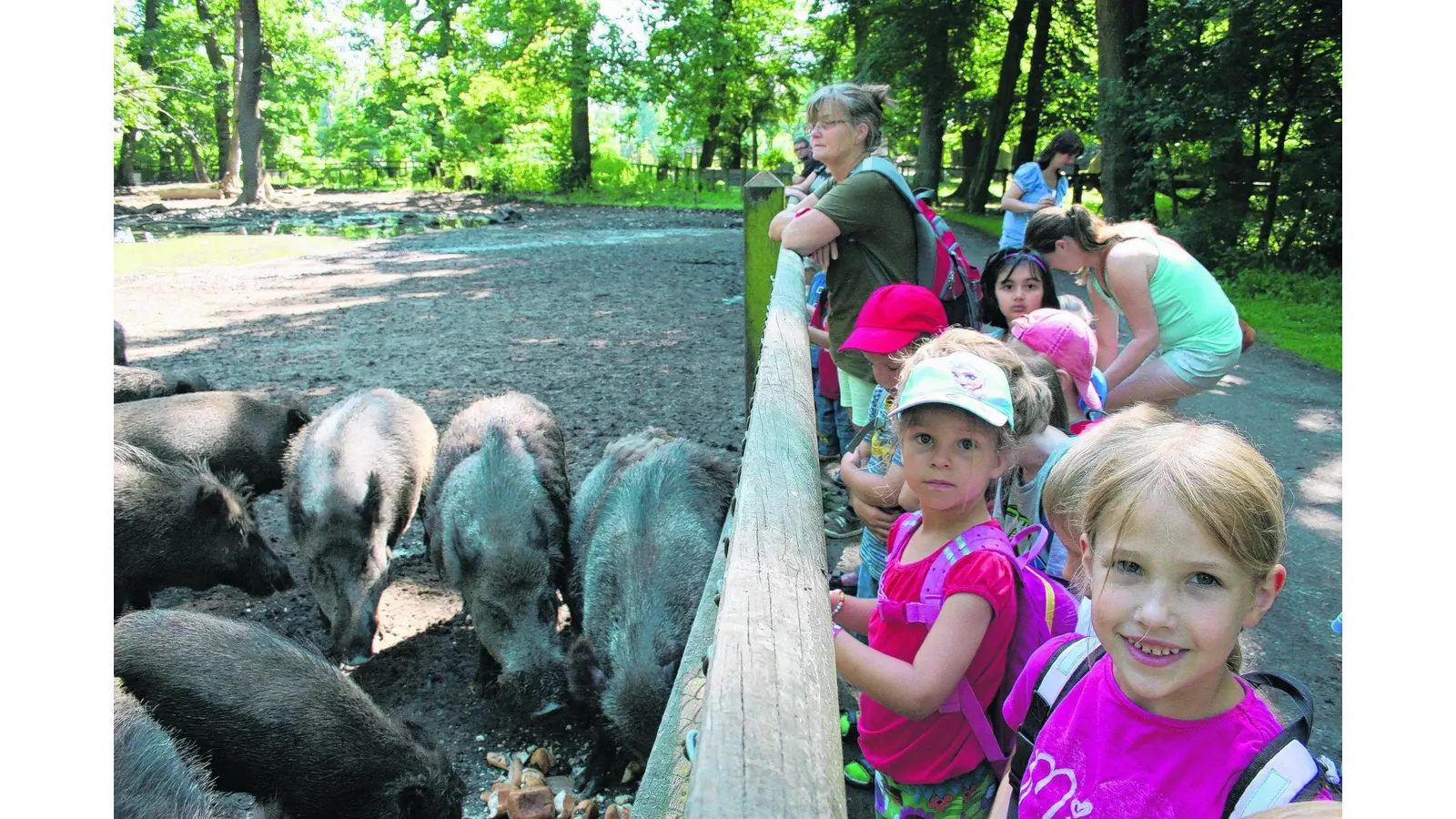 Ganz nah dran am großen Wolf (Foto: gi)
