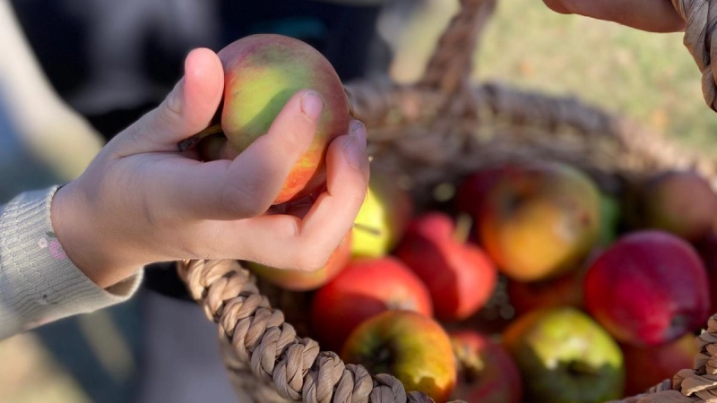 Über ihn gibt es viel zu erzählen: Der Apfel. (Foto: privat)