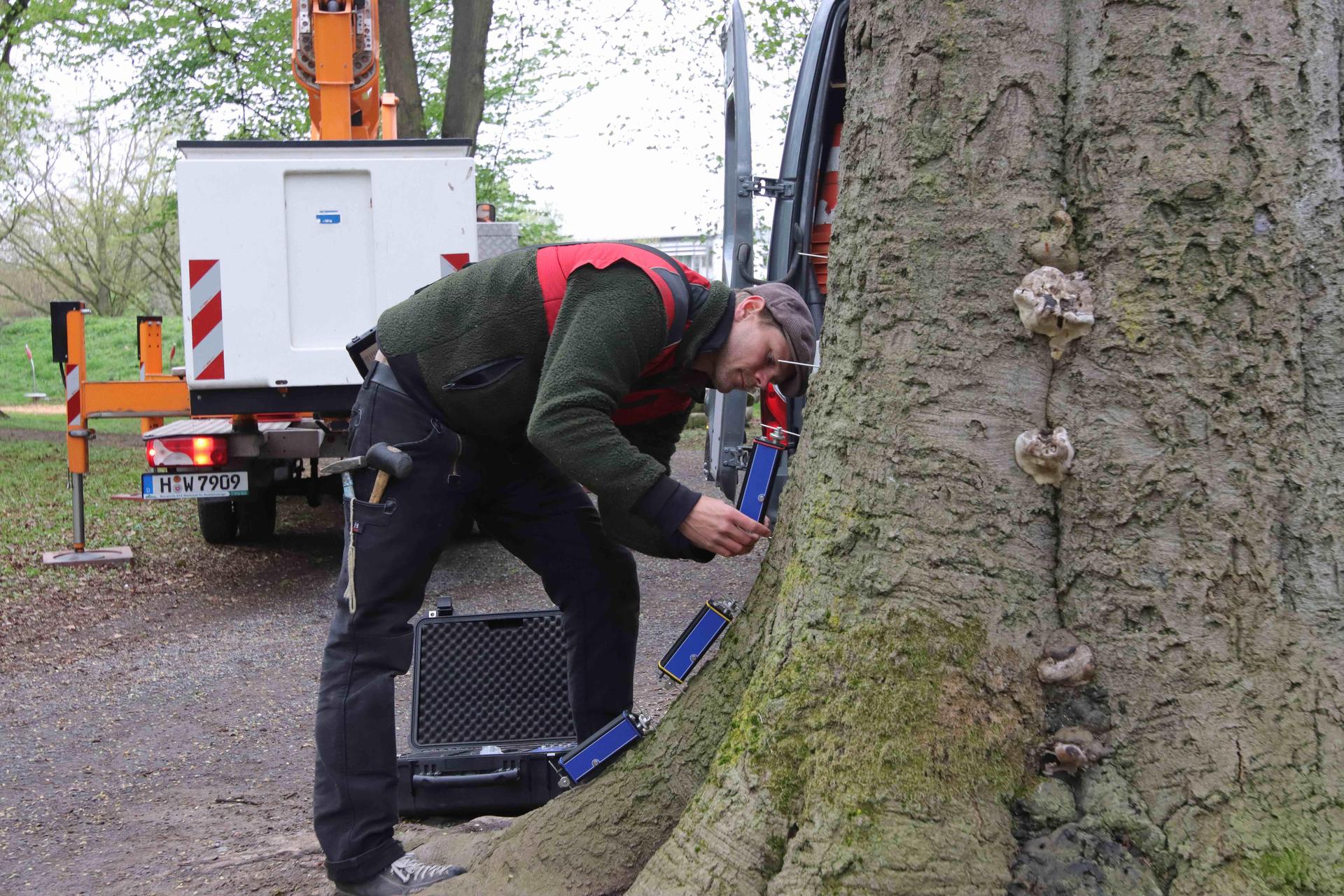 Beim Anbringen der Sensoren: Fachagrarwirt für Baumpflege &amp; Baumsanierung Roman-Siegfried Rathai. (Foto: tau)