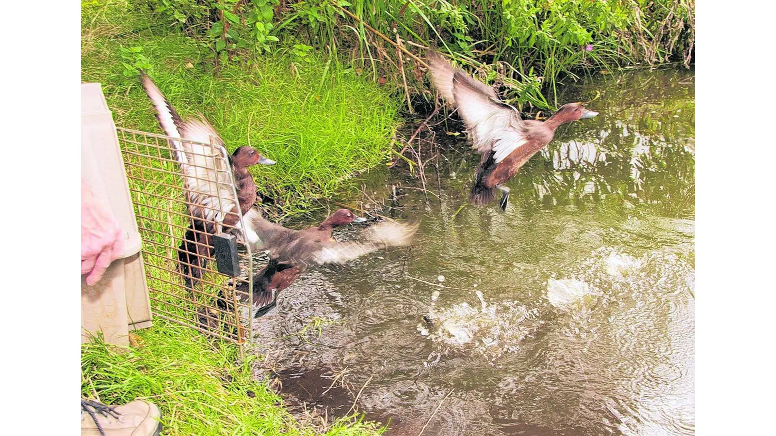 Vom Seebad Vogelstrand ans Steinhuder Meer (Foto: mk)