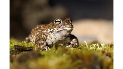 So sieht das seltene Kreuzkröten-Männchen aus. (Foto: Sandra Diersche-Schwamm)