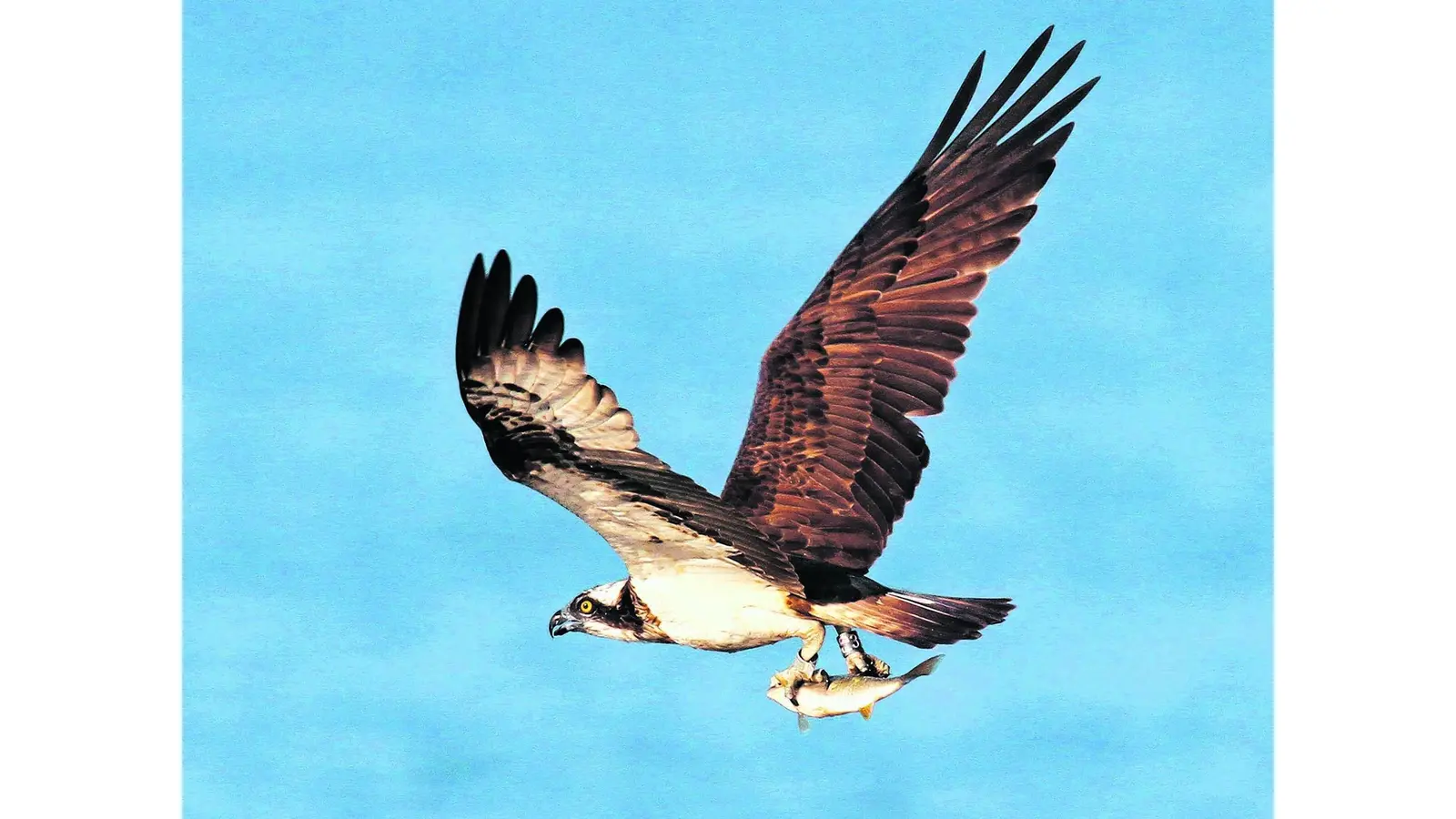 Adler-Populationen am Steinhuder Meer (Foto: red)