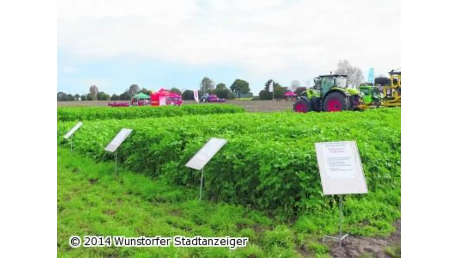 Zuckerlieferant und Energieträger (Foto: mk)
