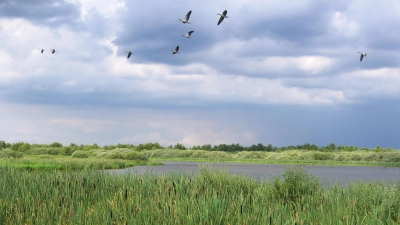 Ein Vogelbiotop: Die Region Steinhuder Meer. (Foto: ÖSSM)
