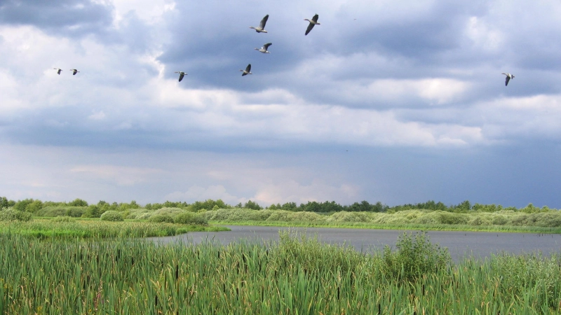 Ein Vogelbiotop: Die Region Steinhuder Meer. (Foto: ÖSSM)