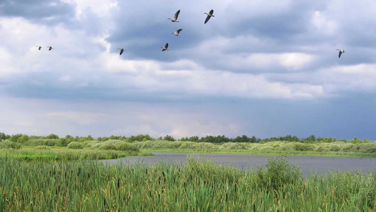 Ein Vogelbiotop: Die Region Steinhuder Meer. (Foto: ÖSSM)