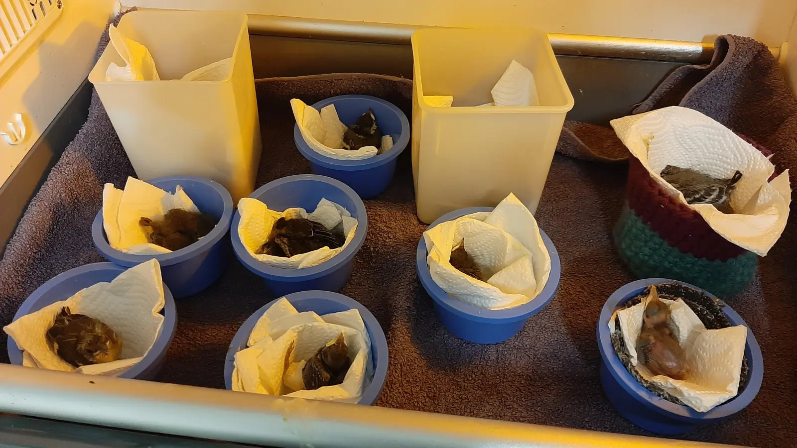 Werden versorgt: Jungvögel im Inkubator. (Foto: privat)