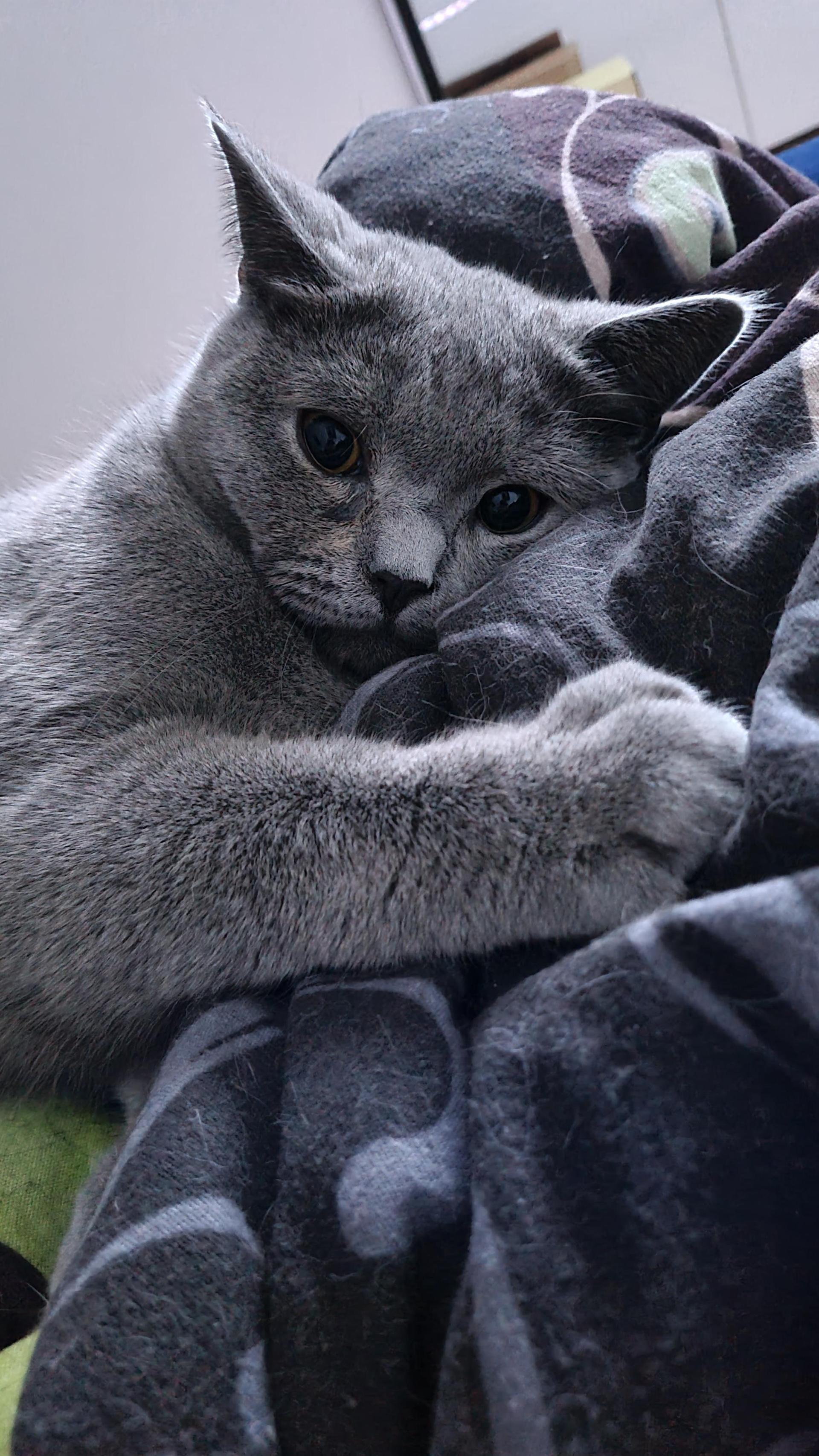 Katzen Top Ten - nicht nach der Platzierung sortiert. (Foto: *privat)