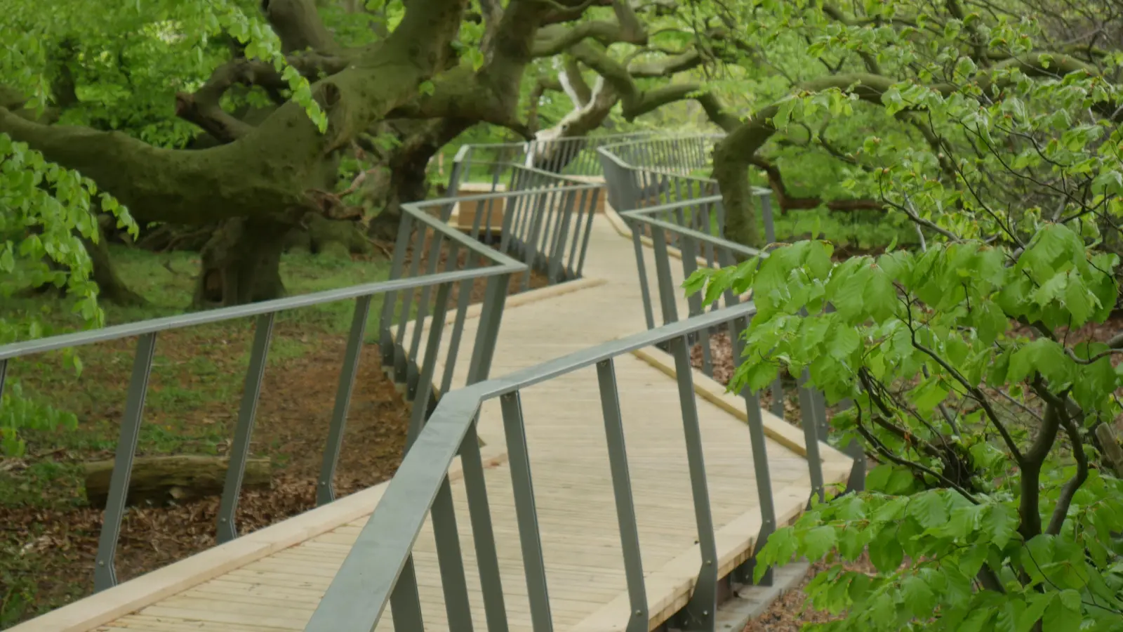 Geschwungener Weg: Ein interessanter Blick auf die Süntelbuchen. (Foto: gk)