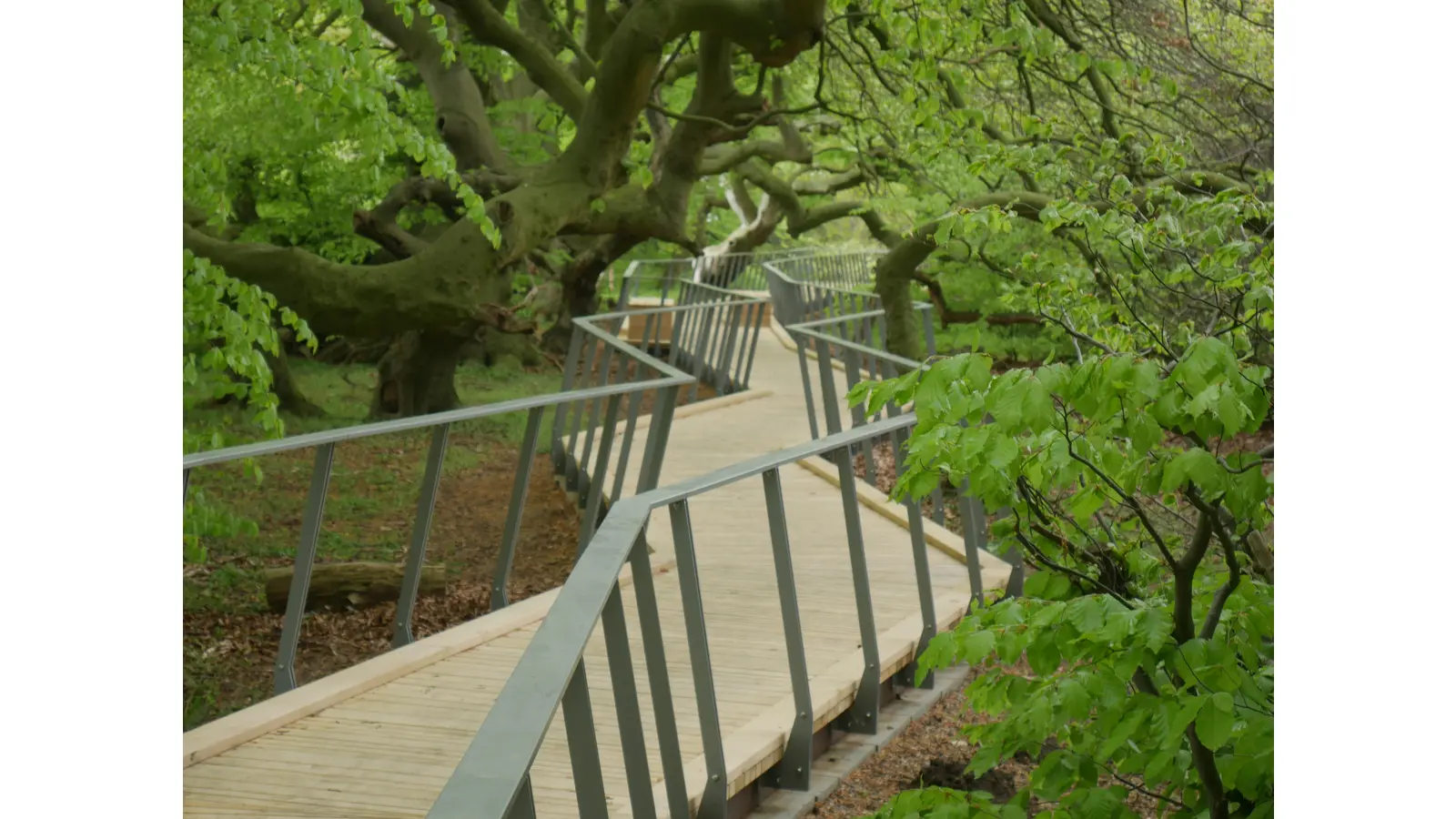 Ein interessanter Blick auf die Süntelbuchen. (Foto: gk)