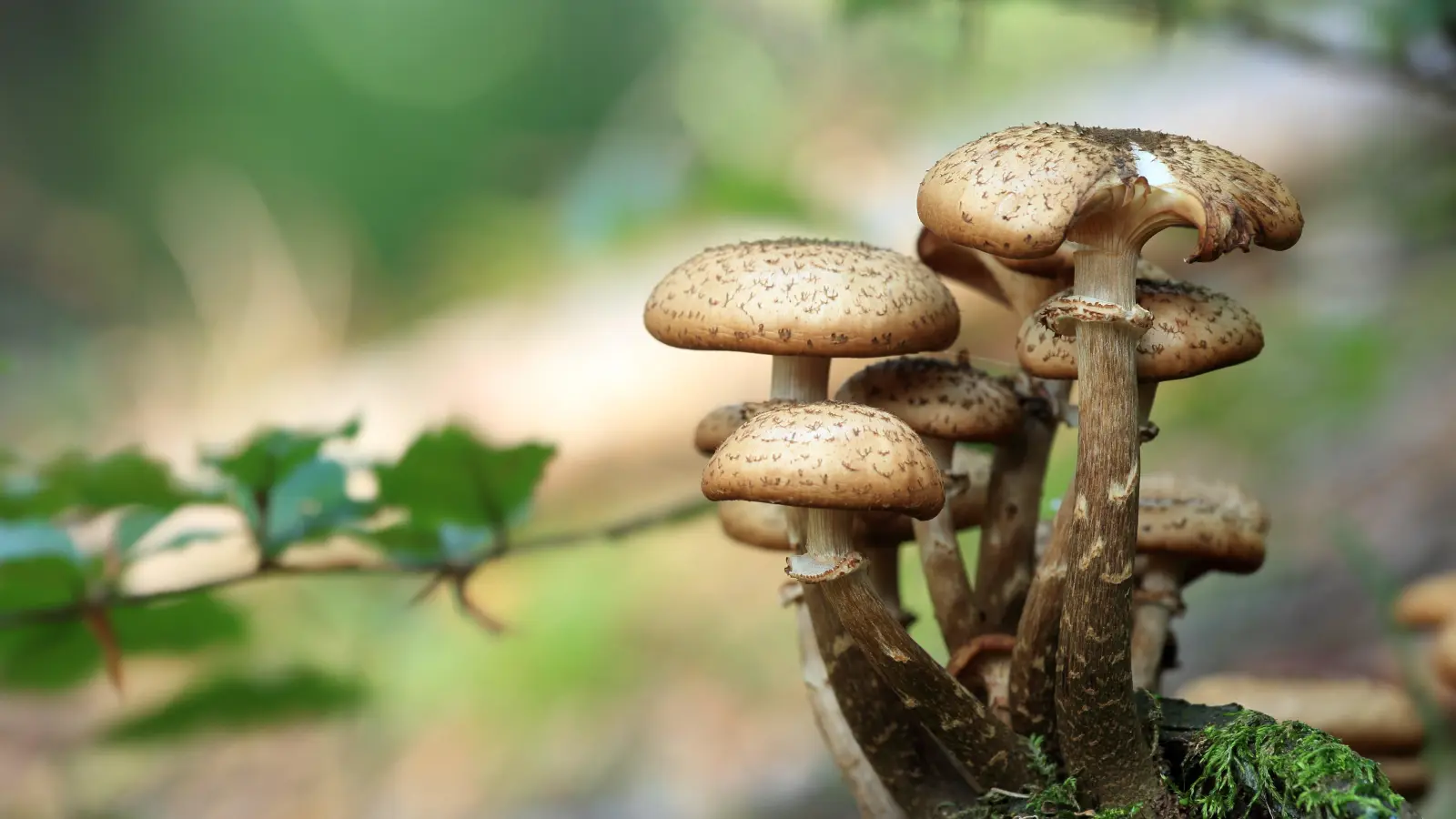 Locken Sammler in den Wald: Pilze. (Foto: pixabay)