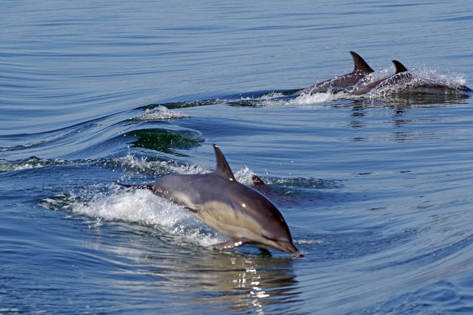 Reiseeindrücke: Delfine an der schottischen Westküste. (Foto: privat)