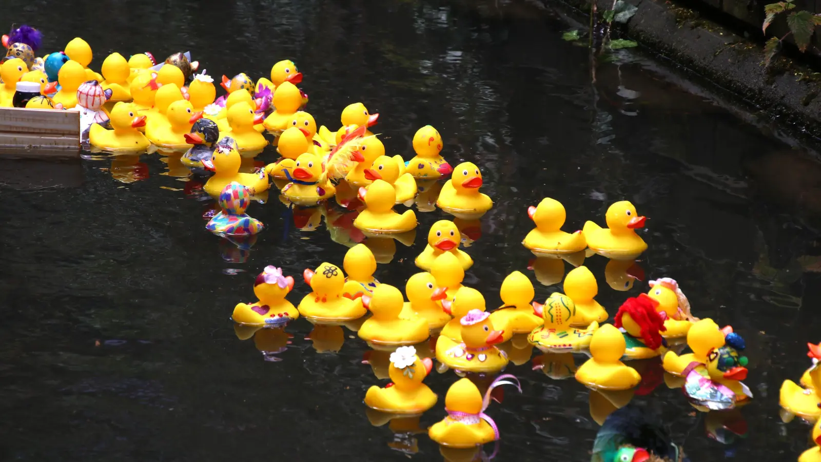 „Entenpower“ auf der Südaue.  (Foto: gi)