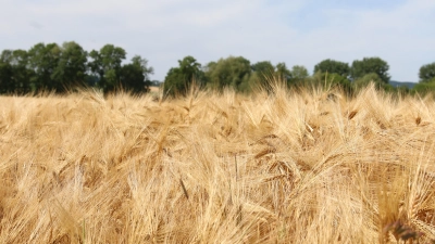 Das Landvolk sieht Anzeichen, dass sich für viele Landwirte die Grundsteuerlast im Zuge der Reform erhöhen wird.  (Foto: archiv bb)