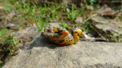 Die Nabu-Ortsgruppe Stadthagen/Niedernwöhren lädt zur Erlebnistour durch den Steinbruch Liekwegen.  (Foto: Bruno Scheel )