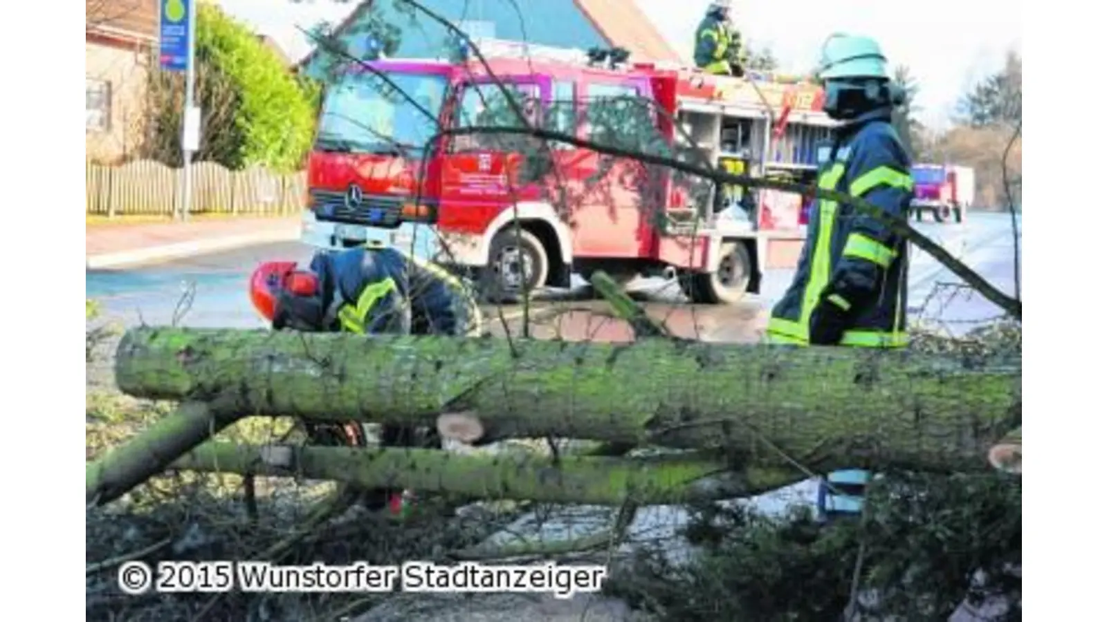 Hoher Baum landet auf der Schierstraße (Foto: mk)