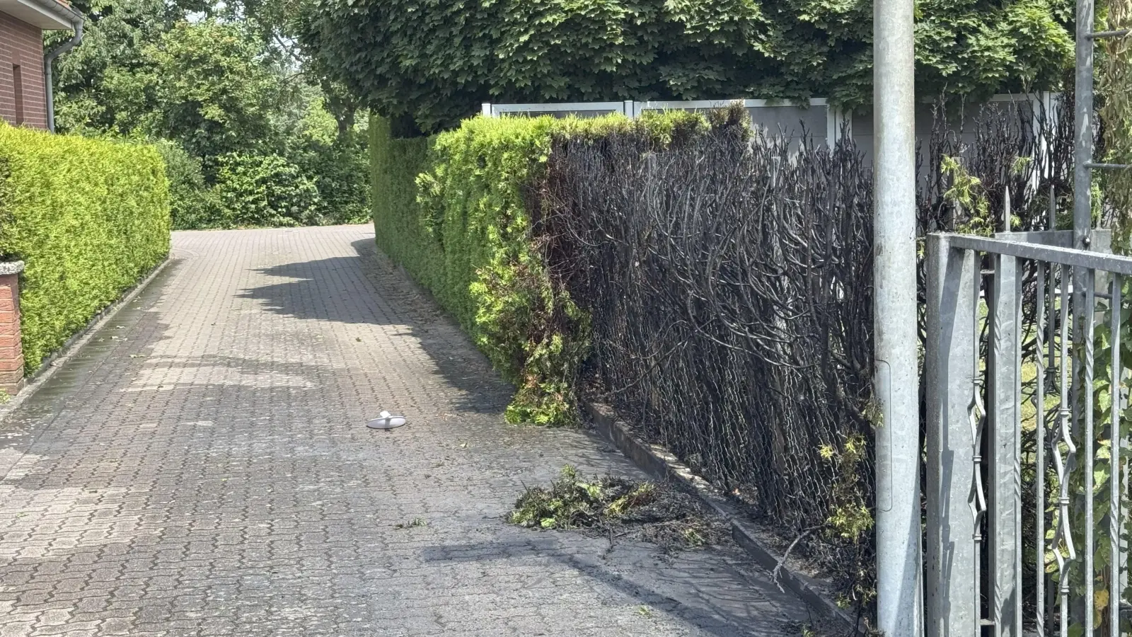 Nach dem Brand: Eine Hecke im Ewipper Weg. (Foto: Feuerwehr)