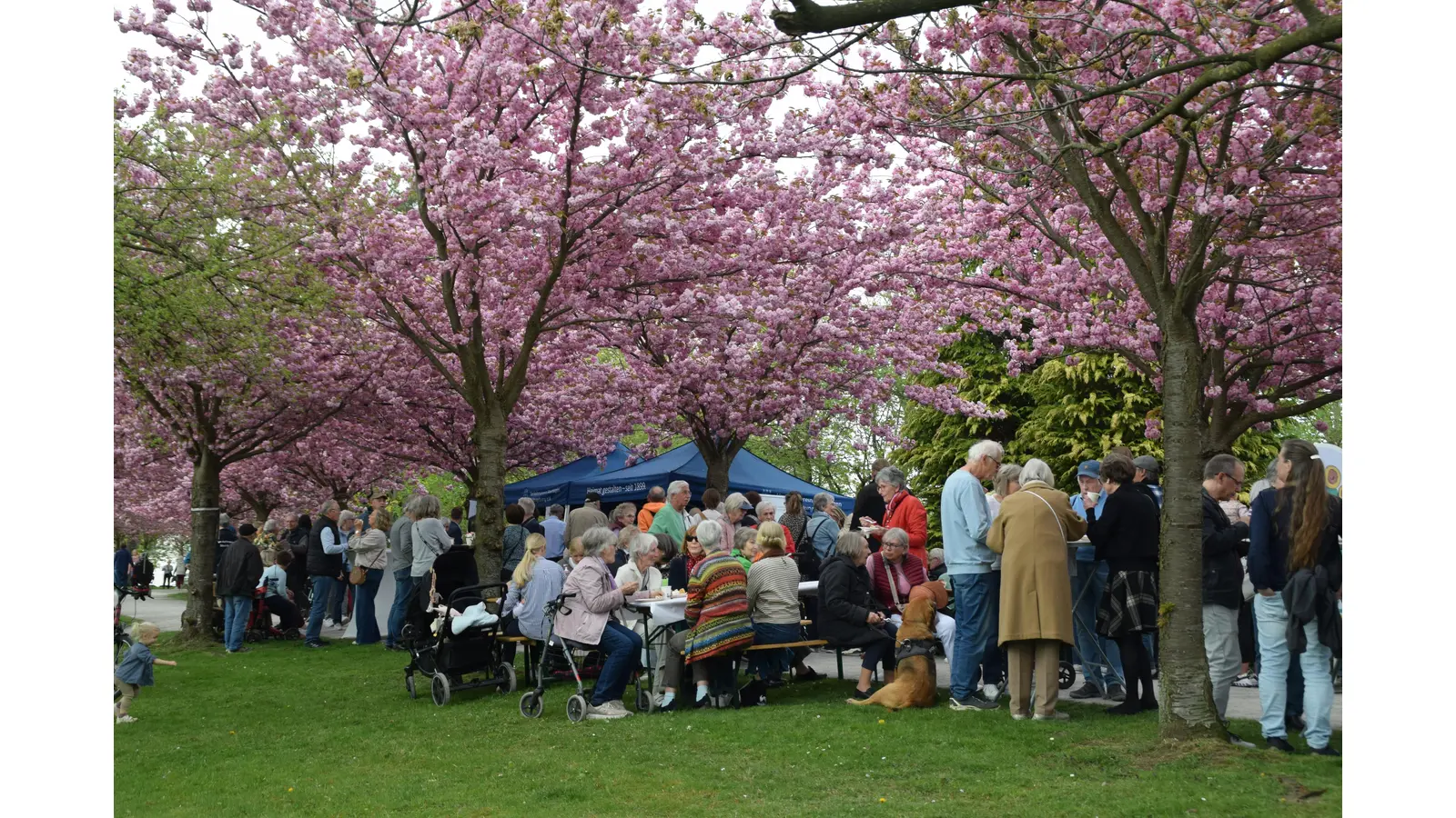 In voller Blüte - die Zierkirschen auf dem Wall. (Foto: ab)