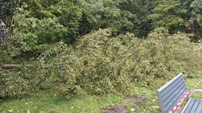 Fiel „Detlef” zum Opfer: Umgestürzte Erle am Insektenmuseum und Schmetterlingsfarm. (Foto: wb)