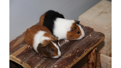 Mama Meerschweinchen mit einem ihrer Böcke.  (Foto: gi)