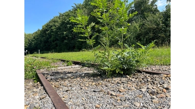Die Bahnstrecke „Rinteln-Stadthäger Eisenbahn” hat einen hohen Sanierungsbedarf, eine Wiederaktivierung für den Personenverkehr erscheint unwahrscheinlich.  (Foto: nd)