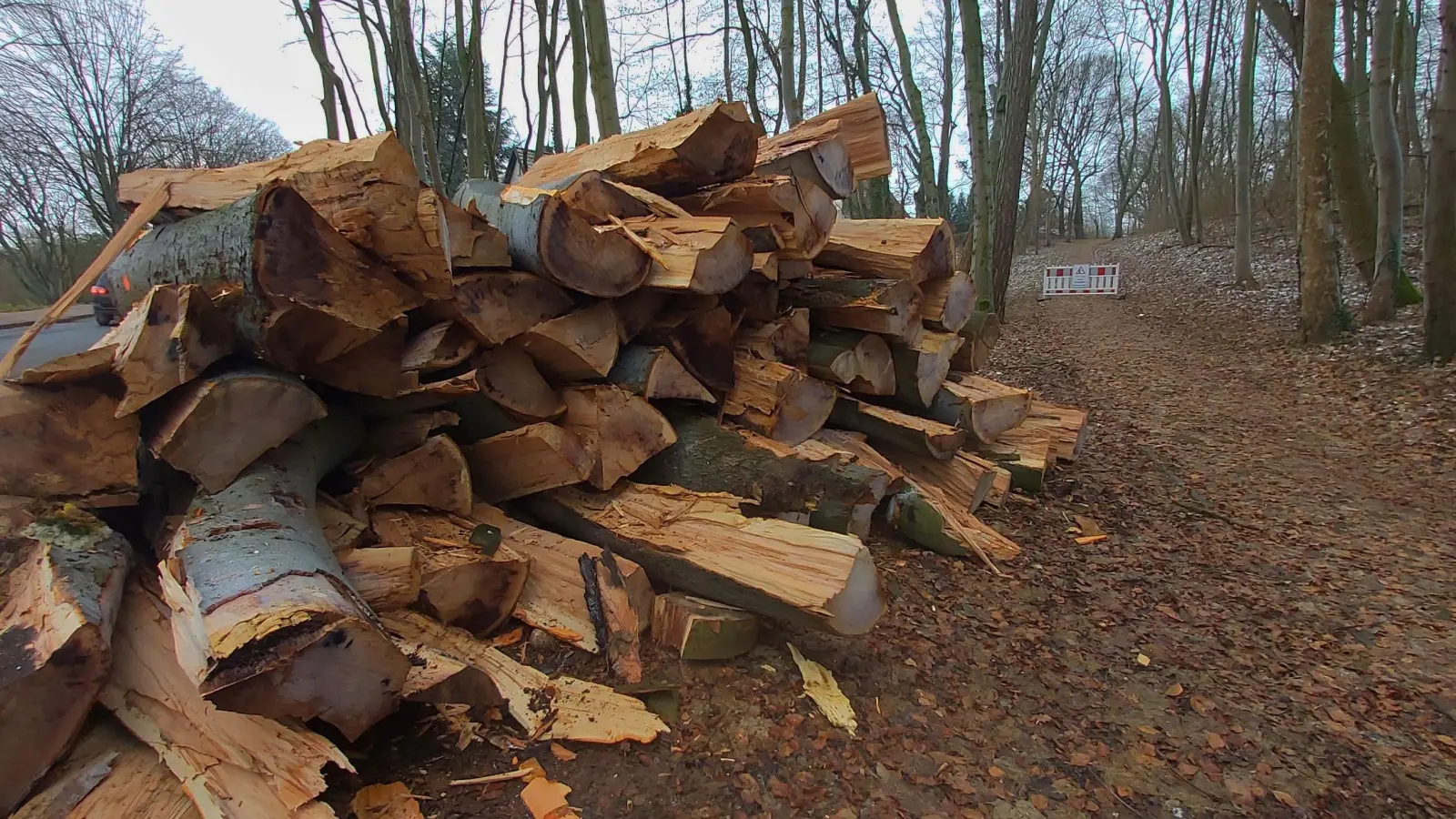 Die Sanierung des Kurparks verlief in erforderlichen Abstimmungen und Genehmigungen mit der Unteren Naturschutzbehörde und der Unteren Denkmalschutzbehörde. (Foto: gk)