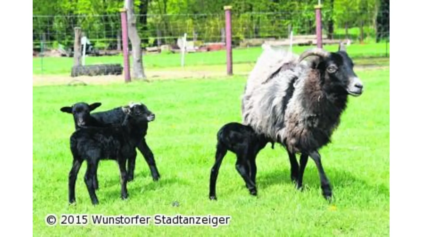 Eisprung trotz Schwangerschaft (Foto: jan)