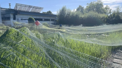 Ungewöhnlicher Anblick: Ein Teil des Pflanzenfilters ist mit einem Netz abgedeckt. (Foto: privat)