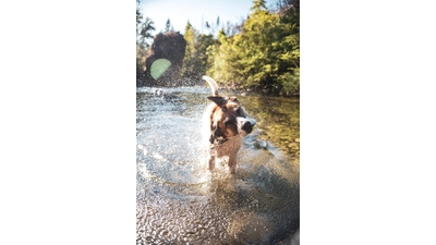 Das Haustier vor dem Urlaub zu registrieren, wird geraten. (Foto: unplash.com)