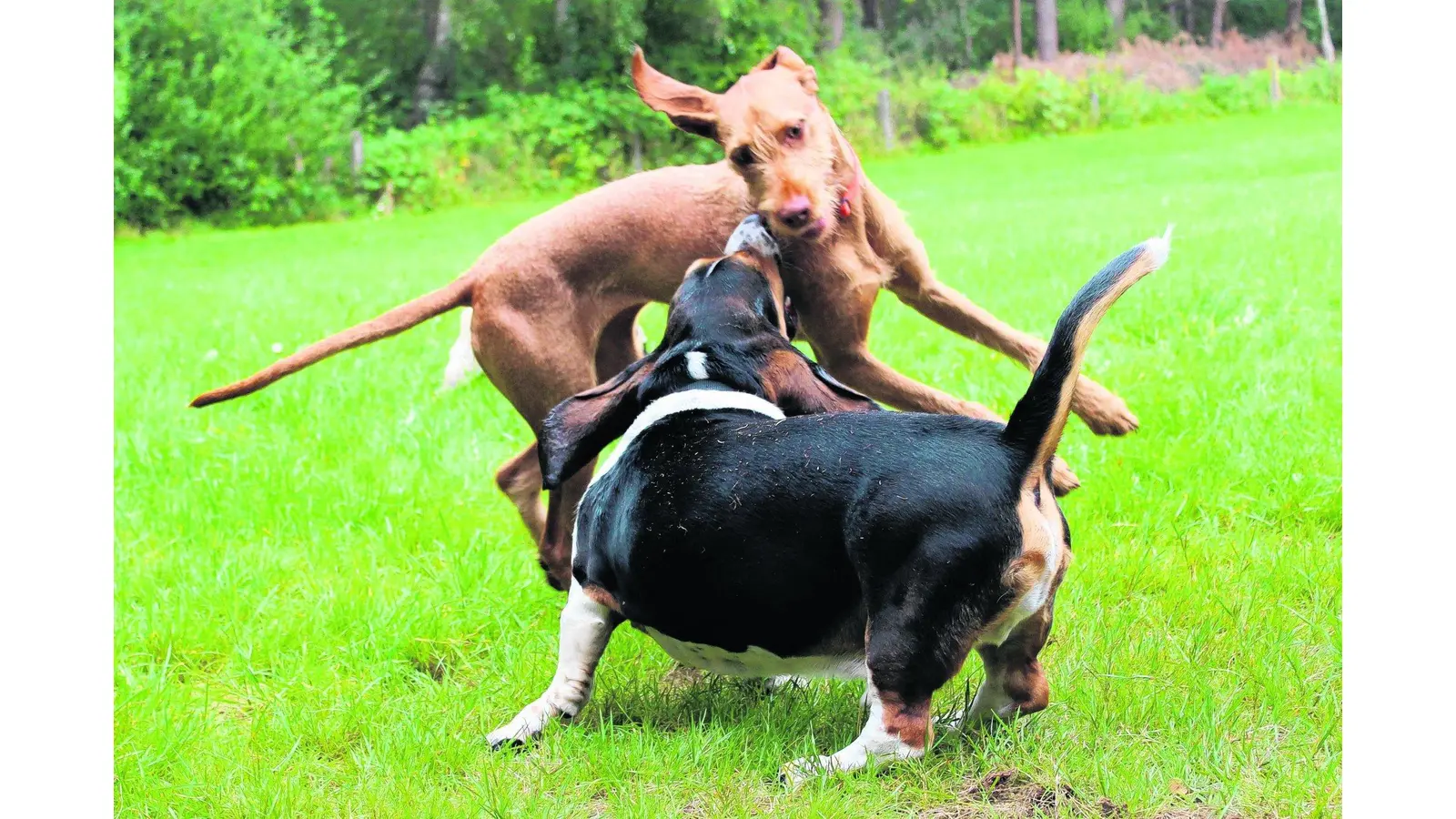 Ein Spielplatz für Hunde in der Loccumer Heide (Foto: jan)