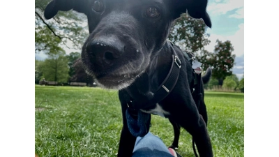 Hunde müssen nicht draußen bleiben: Auch LaGa-Bürohund Gluck freut sich darauf, die Landesgartenschau Bad Nenndorf zu erkunden.<br> <br> (Foto: Landesgartenschau Bad Nenndorf gGmbH)